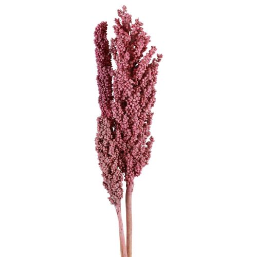 Floristik24 Flores secas de milho indiano Milho indiano rosa 75 cm 3 unidades