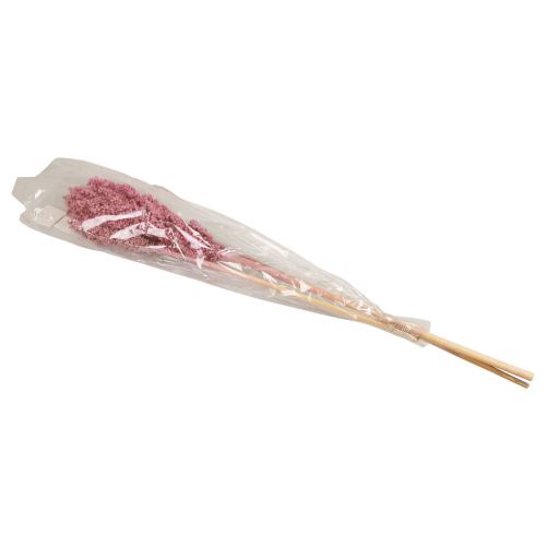 Floristik24 Milho Indiano Flores Secas Milho Indiano Rosa 75cm 3 un