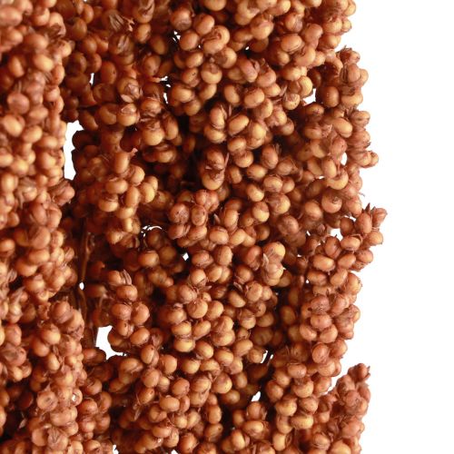 Floristik24 Milho Indiano Flores Secas Milho Indiano Laranja 72cm 3 un