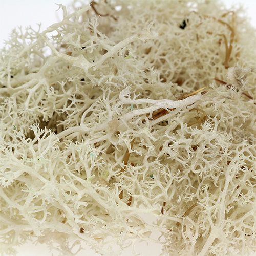 Itens Musgo Musgo da Islândia branqueado 400g