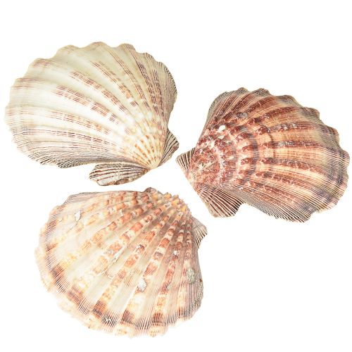 Vieiras verdadeiras naturais – toque marítimo natural 1 kg