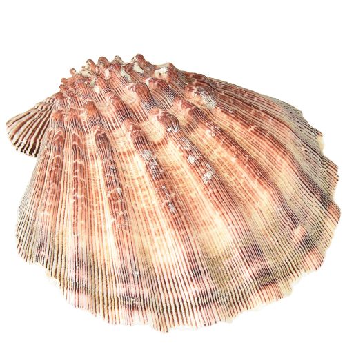 Itens Vieiras verdadeiras naturais – toque marítimo natural 1 kg