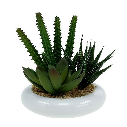 Floristik24 Cactos em vaso Ø12cm 1 peça