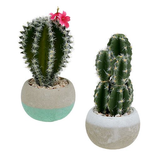 Floristik24 Cactos em uma mistura de pote H13cm 4pcs