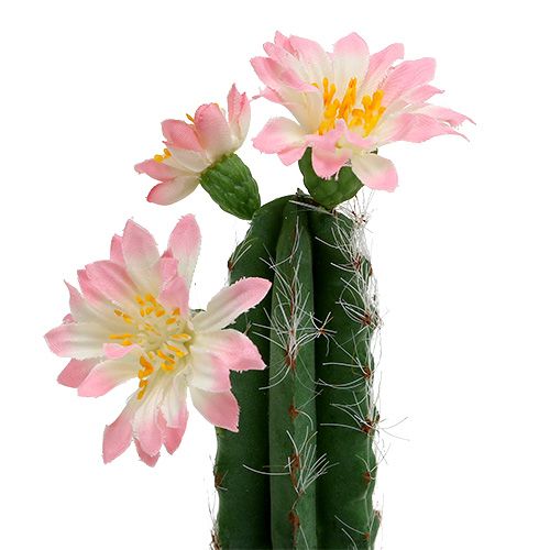 Floristik24 Cacto em um vaso com flor rosa H 21cm