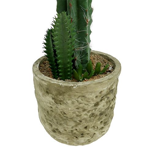 Floristik24 Cacto em um vaso com flor rosa H 21cm