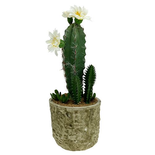 Floristik24.pt Cacto em vaso com flor 21cm branca - compre barato online
