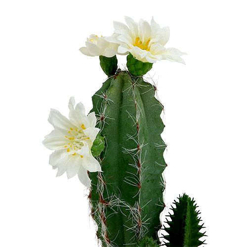 Floristik24 Cacto em vaso com flor 21cm branca