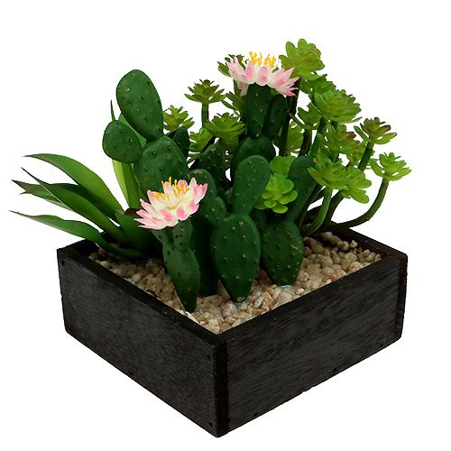 Floristik24.pt Cacto com flor de 14cm em caixa de madeira - compre barato  online