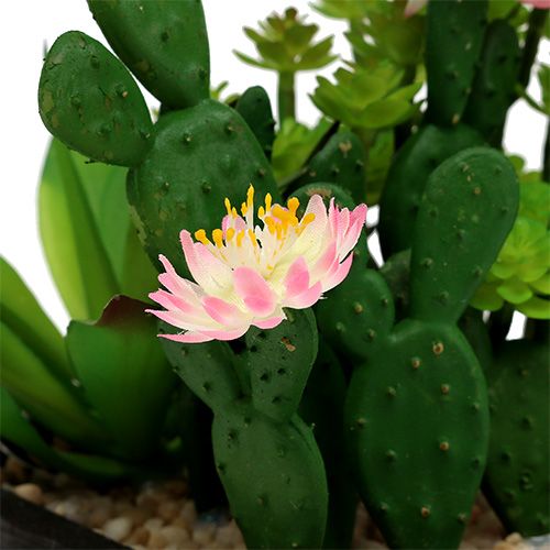 Floristik24 Cacto com flor de 14cm em caixa de madeira
