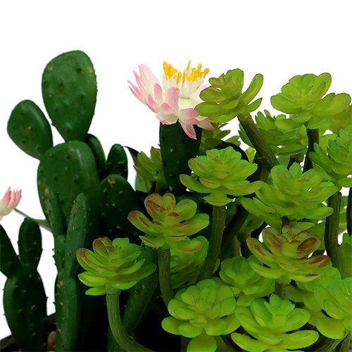 Floristik24 Cacto com flor de 14cm em caixa de madeira