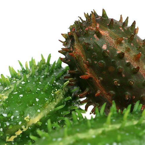Floristik24 Pêra espinhosa 5 cm verde-marrom 6 unidades