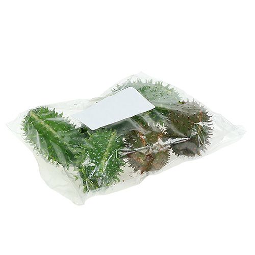 Floristik24 Pêra espinhosa 5 cm verde-marrom 6 unidades