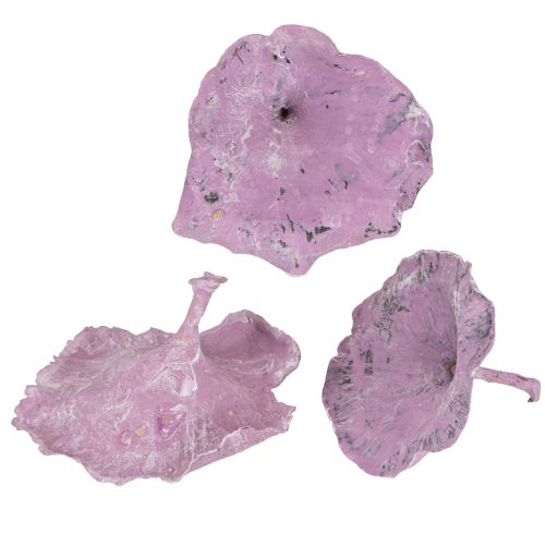 Floristik24 Kalix Cogumelo Roxo, Branco Lavado 100 unidades
