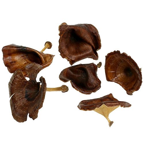 Itens Cogumelo Kalix Natural Lacado 100 un