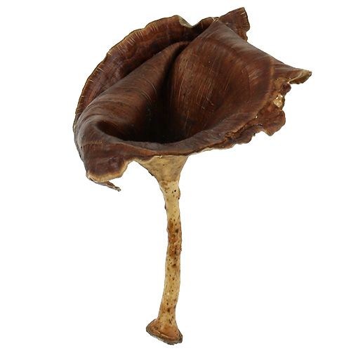 Itens Cogumelo Kalix Natural Lacado 100 un
