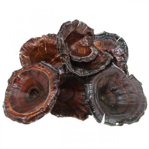 Itens Cogumelo Kalix Natural Lacado Cogumelos Secos Decoração Grande 50 un