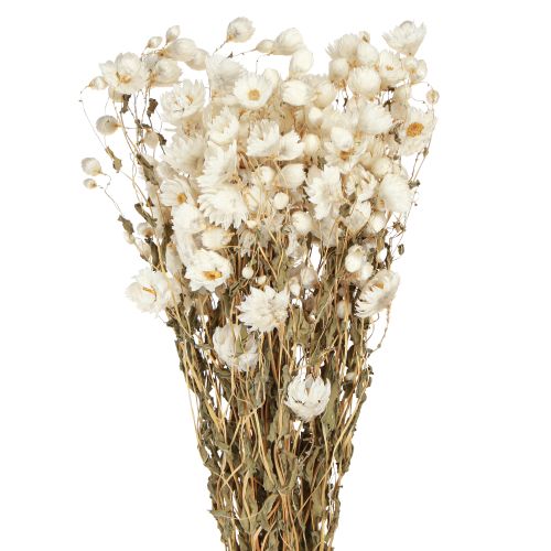 Itens Camomila Flores Secas Decoração Flores Brancas Buquê 65cm 50g