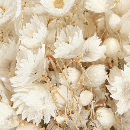 Itens Camomila Flores Secas Decoração Flores Brancas Buquê 65cm 50g