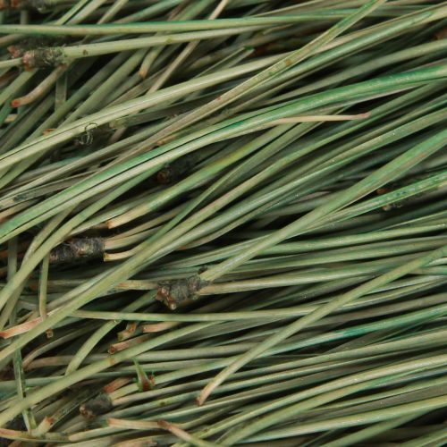Floristik24 Agulhas de pinheiro verde artesanato suprimentos Natal 50g 3 unidades
