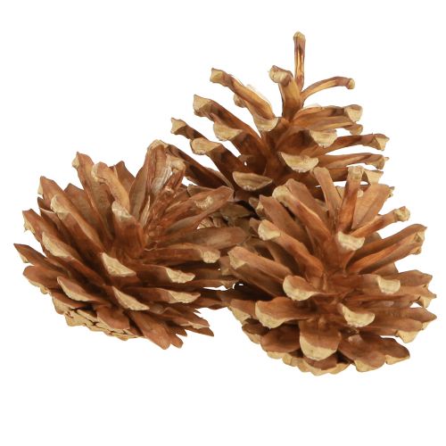 Itens Pinhas Pinheiro silvestre Pinus sylvestris Alt.3–5cm 1kg