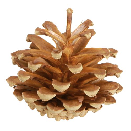 Itens Pinhas Pinheiro silvestre Pinus sylvestris Alt.3–5cm 1kg