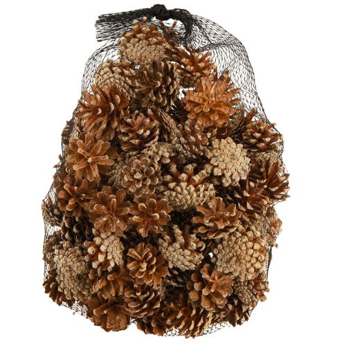 Itens Pinhas Pinheiro silvestre Pinus sylvestris Alt.3–5cm 1kg