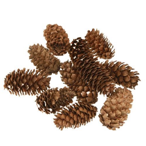 Pequenos cones de cicuta decorativos cones naturais Advento 3-4cm 100g