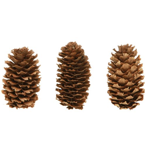 Floristik24 Pequenos cones de cicuta decorativos cones naturais Advento 3-4cm 100g