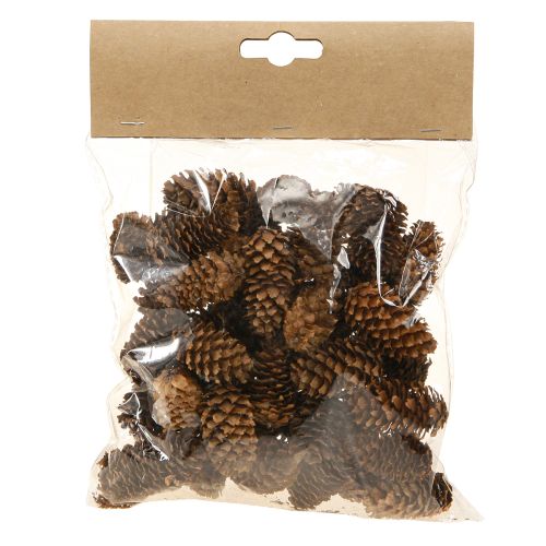 Floristik24 Pequenos cones de cicuta decorativos cones naturais Advento 3-4cm 100g