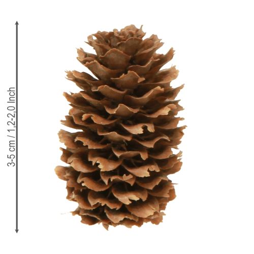 Itens Pequenos cones de cicuta decorativos cones naturais Advento 3-4cm 100g