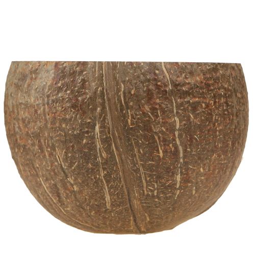 Floristik24 Tigela de coco decorativa natural tigela de coco cortada ao meio 10cm 6 un