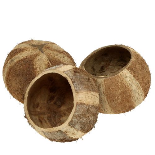 Floristik24 Casca de coco natural 5pcs