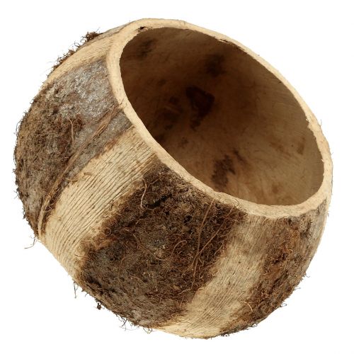 Floristik24 Casca de coco natural 5 unidades