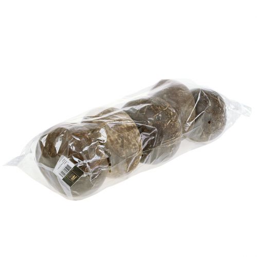 Floristik24 Cascas de coco polidas naturais 5 unidades