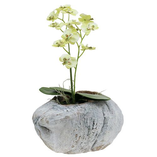 Floristik24 Coco para o plantio Branco 16cm x 22cm Alt.14cm
