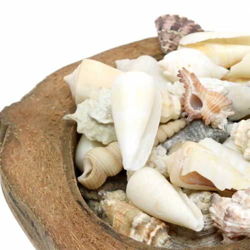 Floristik24 Decoração do Mar do Sul com coco com mexilhões 20cm 250g