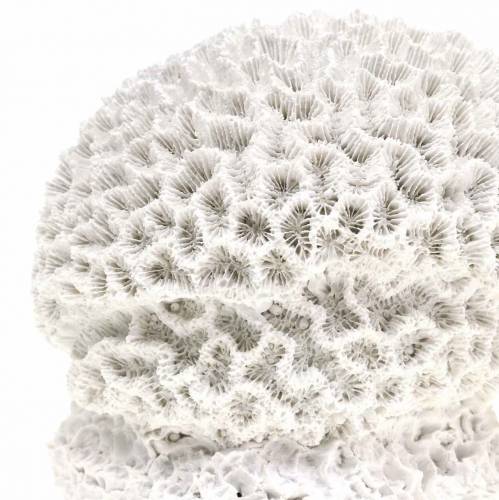 Itens Gesso Coral Marítimo Deco Branco Ø10cm 2 peças