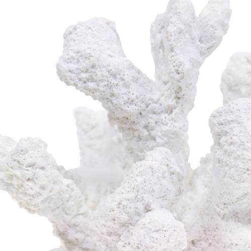 Floristik24 Gesso coral branco H11cm 2pcs