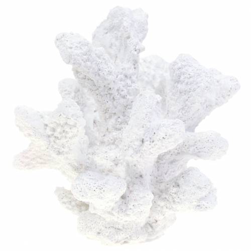 Floristik24 Gesso coral branco H11cm 2pcs