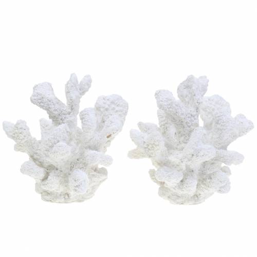 Floristik24 Gesso coral branco H11cm 2pcs