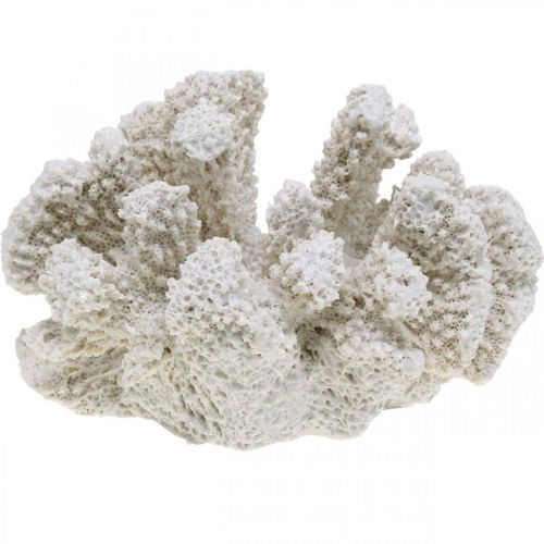 Floristik24 Decoração marítima coral branco poliresina artificial pequena 13,5x12 cm