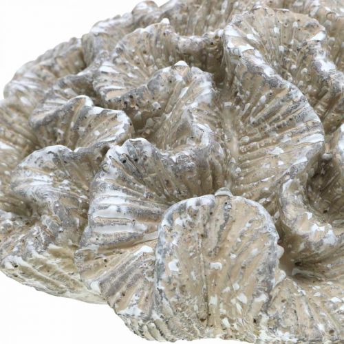 Floristik24 Decoração marítima coral bege branco poliresina artificial 23x20cm