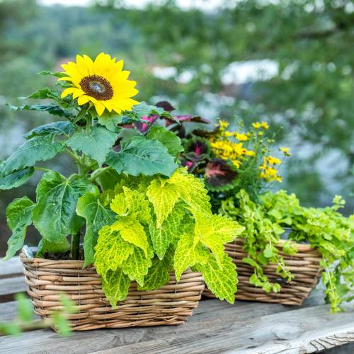 Floristik24 Caixa de cesta feita de salgueiro descascado caixa de flores de cor natural conjunto de 2