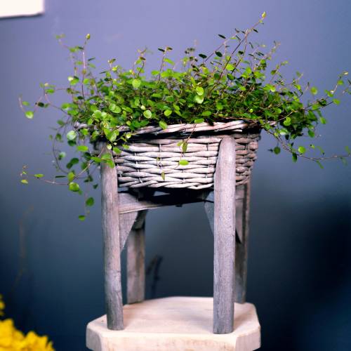 Floristik24 Tigela de vime com suporte de madeira cinza, branco lavado Ø40cm