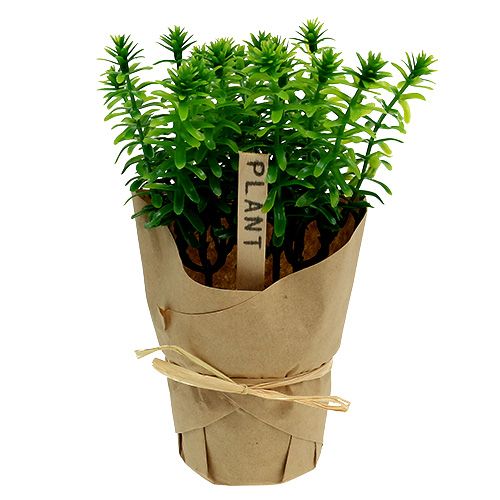 Floristik24 Ervas em uma panela verde 16cm