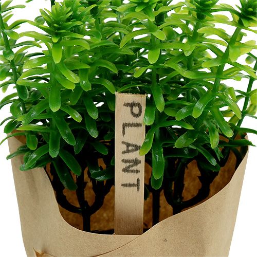 Floristik24 Ervas em uma panela verde 16cm