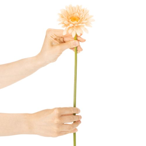 Flores artificiais de gerbera cor damasco, 47 cm, pacote com 6 unidades. | Floristik24.pt