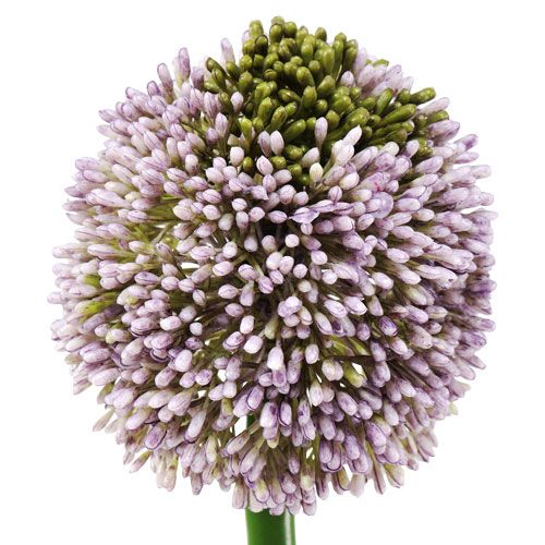 Itens Flores artificiais roxo allium Ø10cm C65cm