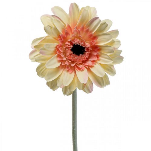 Floristik24 Flor artificial gérbera flor artificial damasco Ø11cm L50cm